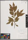 Foto von Salix caprea L.